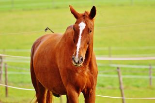 马，动物，骑马，Reiterhof，棕色，耦合，草地