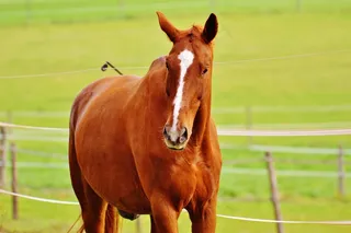 马，动物，骑马，Reiterhof，棕色，耦合，草地