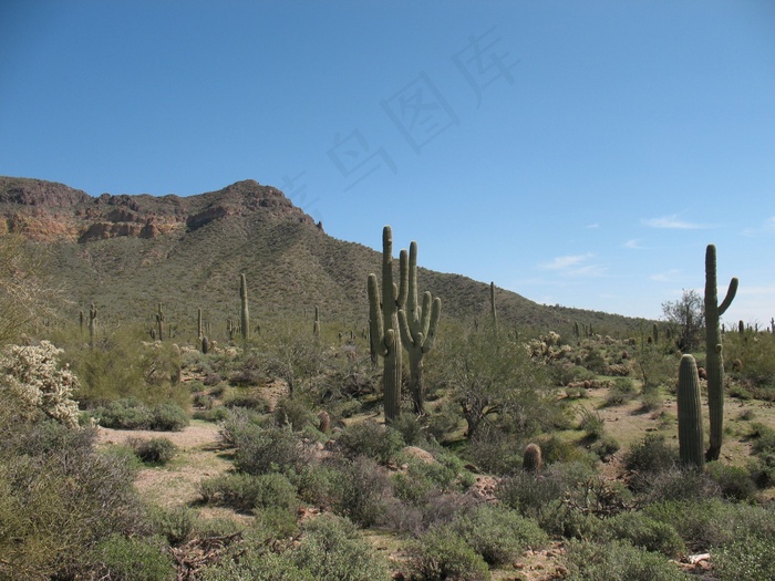 沙漠，仙人掌，自然，景观，干，仙人掌