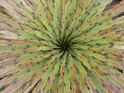 仙人掌，植物，沙漠，帕拉莫，植被，安第斯山脉