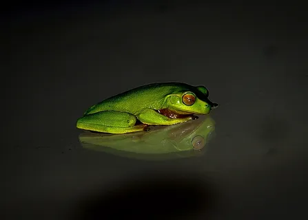 青蛙，野生动物，绿色，渺小，反射，晚上，黑色