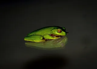 青蛙，野生动物，绿色，渺小，反射，晚上，黑色