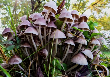 蘑菇,自然,秋季,森林 蘑菇,自然,秋季,森林
