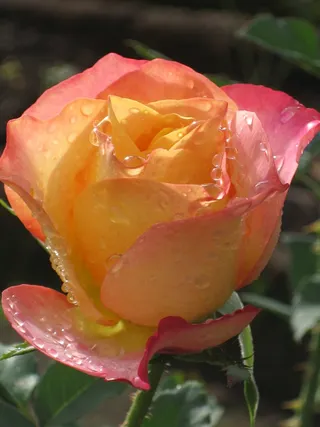 玫瑰，粉色，橙色，花，开花