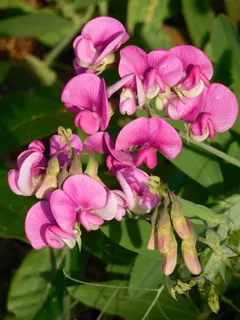 甜豌豆,野花,甜,豌豆,野生,花,植物 甜豌豆,野花,甜,豌豆,野生,花,植物