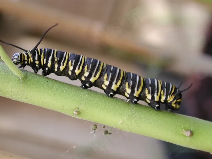 卡特彼勒，帝王，昆虫，Bug，宏，多彩