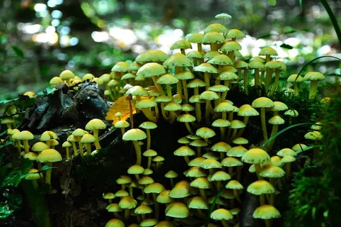 蘑菇,秋季,自然,有毒 蘑菇,秋季,自然,有毒