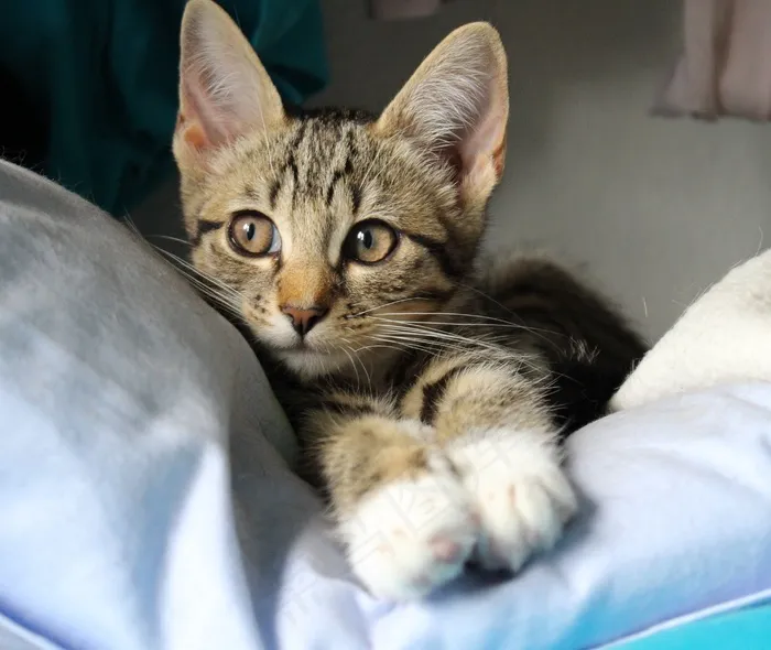 小猫，猫，年轻的猫，猫宝宝，年轻的猫