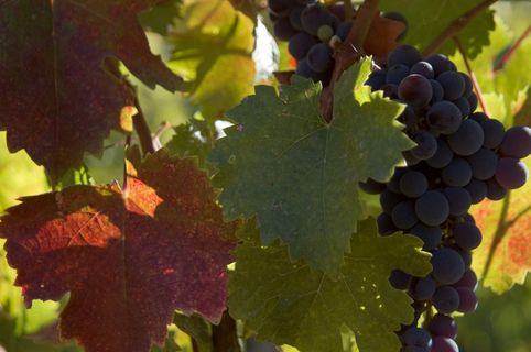 葡萄，葡萄酒，秋天的落叶