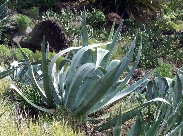 龙舌兰，仙人掌，肉质植物，植物