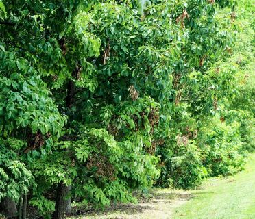 树木，叶子，昆虫危害，蝉危害，林木线