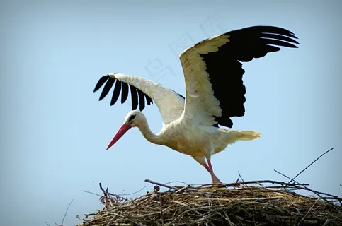 鹳,Ciconia Ciconia,鸟,大,飞,巢,性质 鹳,Ciconia Ciconia,鸟,大,飞,巢,性质