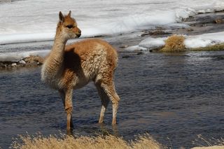 智利，安第斯山脉，羊驼，河，景观