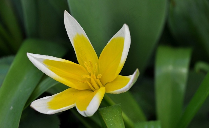 明星郁金香，花，开花，黄色，白色