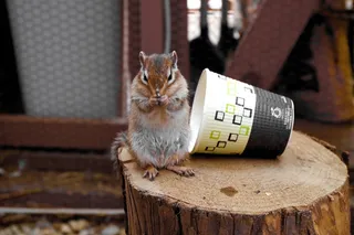 森林，木材，山，自然，森林，日本，植物