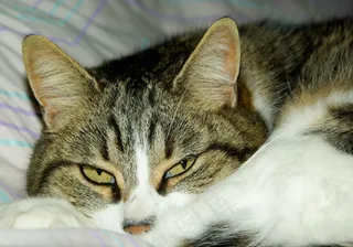 猫，猫的，猫，家畜