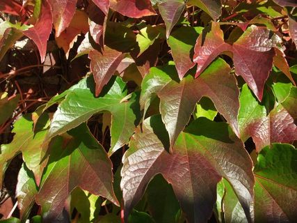 葡萄酒，登山者，树叶