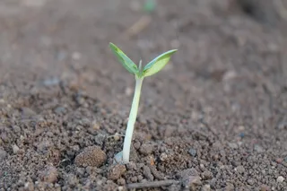 植物，新芽，双子叶植物，生活，成长，苗