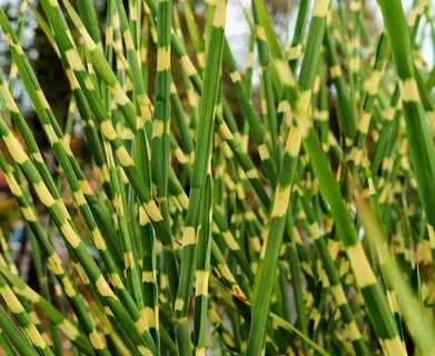 芦苇，双色，多彩，夏天，花园，饰品