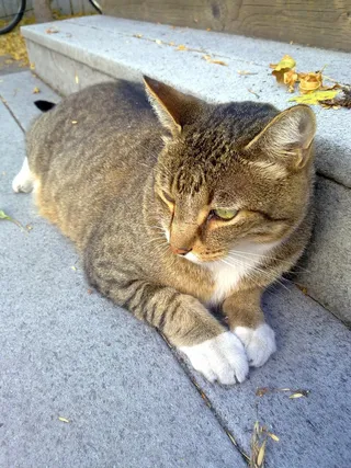 猫，宠物，动物，朋友，躺，休息，眼睛