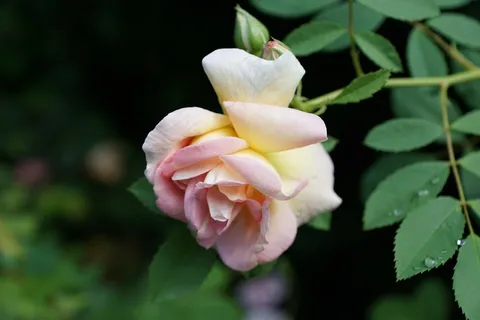 开花,玫瑰,自然,野玫瑰,布什,花 开花,玫瑰,自然,野玫瑰,布什,花