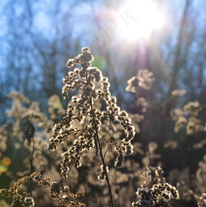 秋天，自然，光，宏