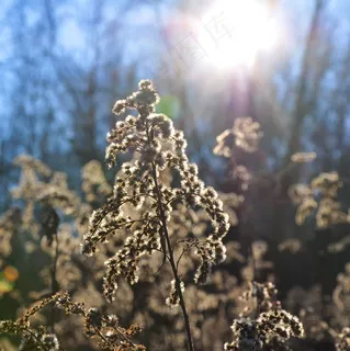 秋天，自然，光，宏