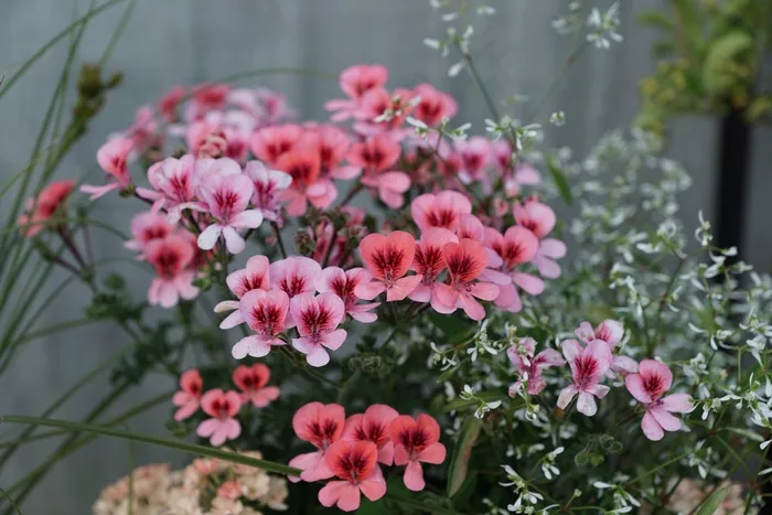 鲜花，粉红色，自然，开花，盛开