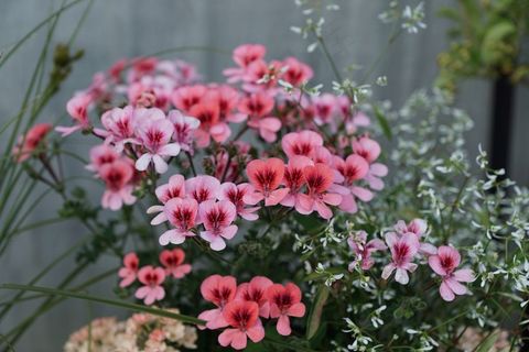 鲜花，粉红色，自然，开花，盛开