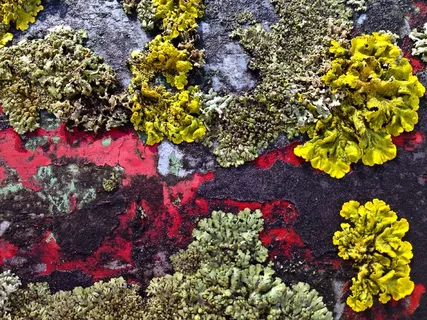 不锈钢,编织,金属桥栏杆 不锈钢,编织,金属桥栏杆