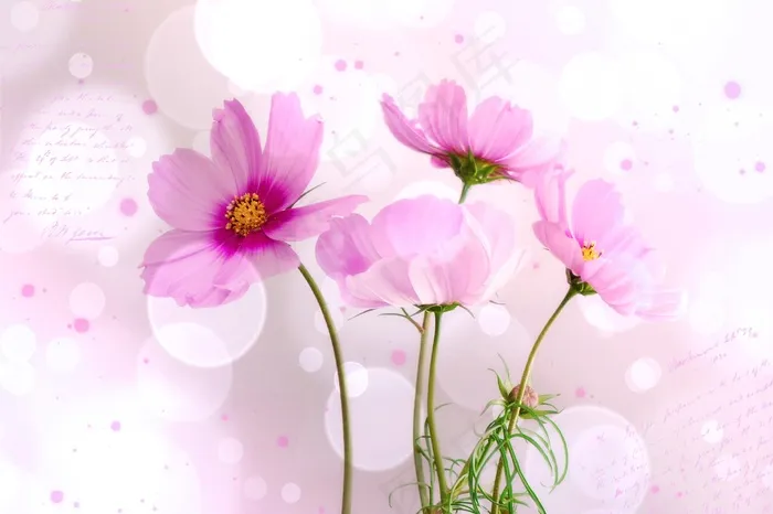 科斯米，花，鲜花，植物