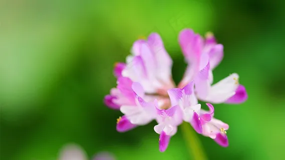 花，花特写，宏，粉红色的花，桌面
