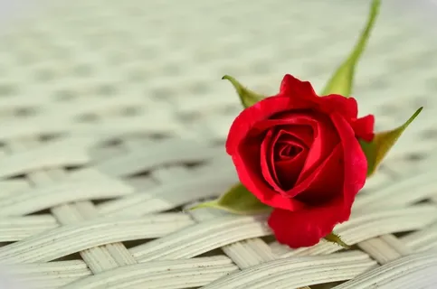 玫瑰花,玫瑰,粉色玫瑰,红色玫瑰花,红玫瑰,藤椅上的红玫瑰 玫瑰花,玫瑰,粉色玫瑰,红色玫瑰花,红玫瑰,藤椅上的红玫瑰
