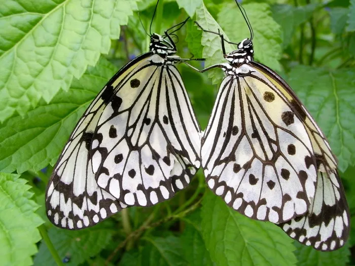 想法Leuconoe，蝴蝶，Bug