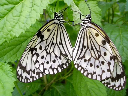 想法Leuconoe,蝴蝶,Bug 想法Leuconoe,蝴蝶,Bug