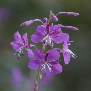 杂草丛生，Chamerion Angustifolium，天然花