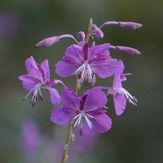 杂草丛生，Chamerion Angustifolium，天然花