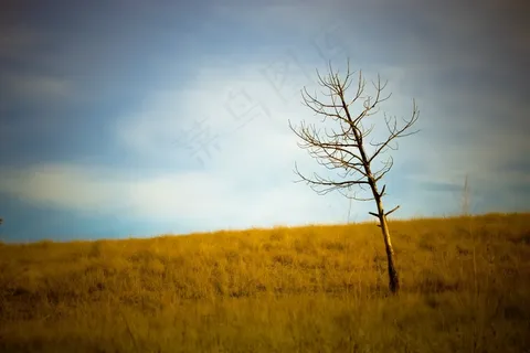 树,平原,草,秋天,自然,景观,天空 树,平原,草,秋天,自然,景观,天空