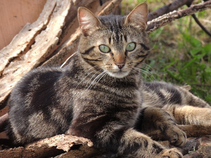 猫，动物，虎斑猫，猫的，外面