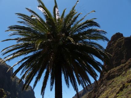 棕榈，加那利岛枣椰树，凤凰城加那利
