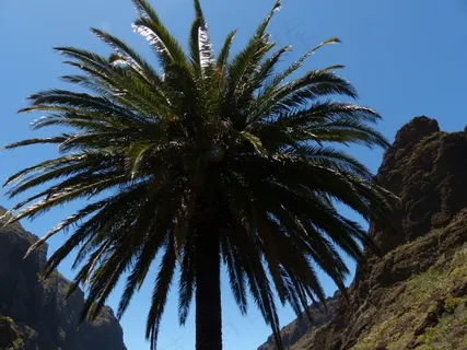 棕榈，加那利岛枣椰树，凤凰城加那利