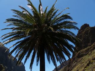 棕榈，加那利岛枣椰树，凤凰城加那利