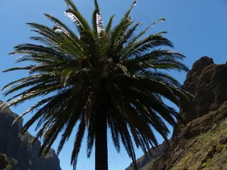 棕榈，加那利岛枣椰树，凤凰城加那利
