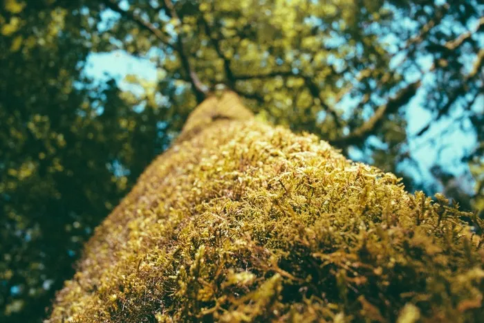 参天大树,树,玉米,花卉,北京银杏树林,苔藓在树上的低角度视图