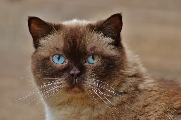 猫，英国短毛猫，Mieze，蓝眼睛，毛皮，棕色