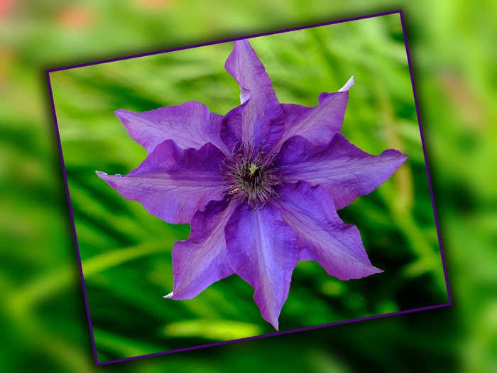 开花，盛开，图像中的图像，铁线莲，紫