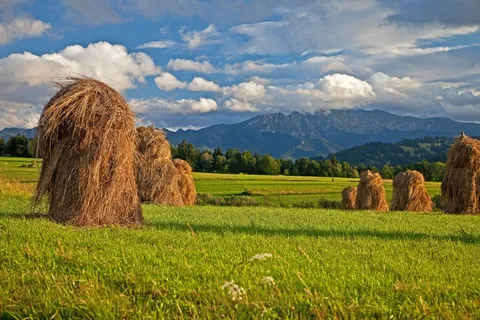 干草,波兰,Podhale,山,塔特拉,波兰Tatras 干草,波兰,Podhale,山,塔特拉,波兰Tatras