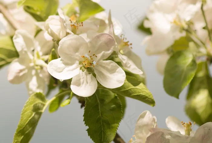 苹果花，苹果，苹果树，春天，开花