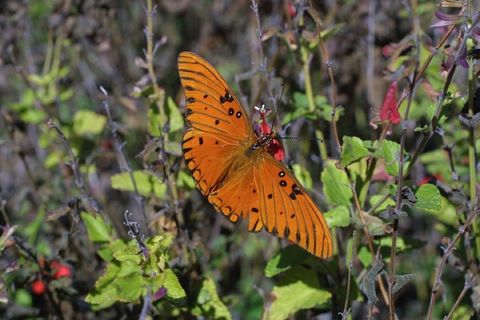 海湾贝母蝴蝶，昆虫，成年，多彩