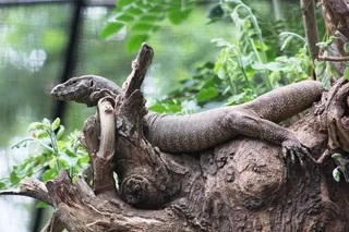 野生，野生动物，监视器，Sal，自然，爬行动物